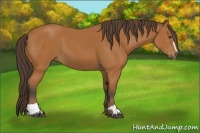 Horse Color:Buckskin Sabino 