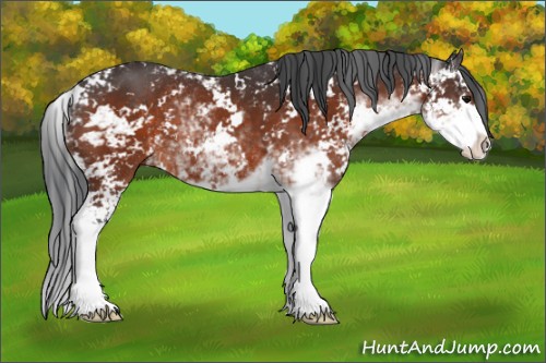 Horse Color:Bay Sabino 
