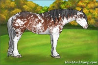 Horse Color:Bay Sabino 