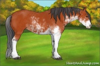 Horse Color:Bay Sabino