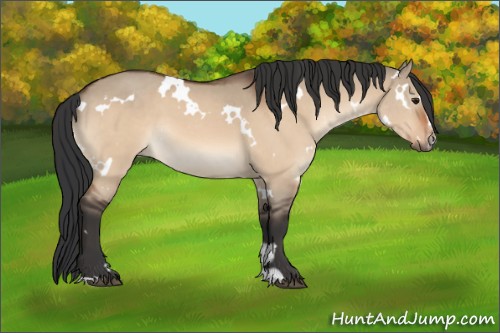 Horse Color:White Spotted Brown Dun Sabino 