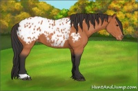 Horse Color:Bay Appaloosa 