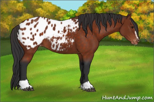 Horse Color:Brown Sabino Appaloosa 