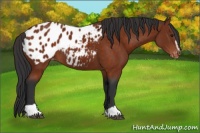 Horse Color:Brown Sabino Appaloosa