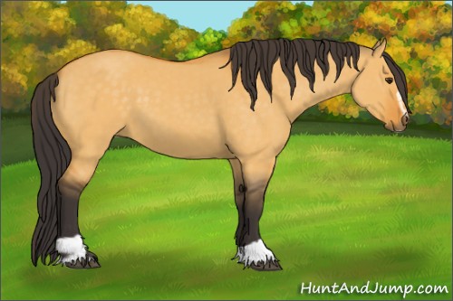 Horse Color:Buckskin Dun Sabino 