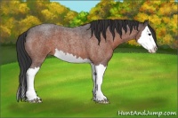 Horse Color:Bay Roan Splash 