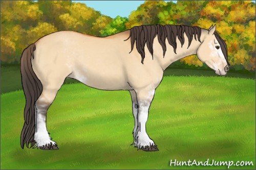 Horse Color:Buckskin Dun Sabino 