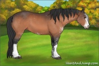 Horse Color:Brown Sabino 