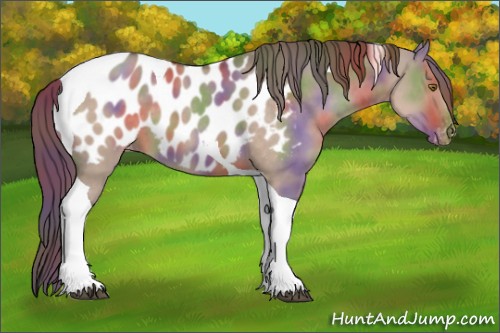 Horse Color:Nacre Liver Red Dun Tobiano Appaloosa 