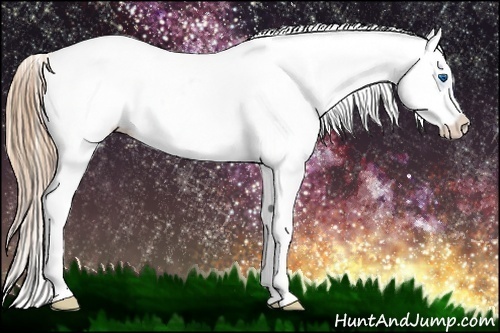 Horse Color:Chestnut Splash Appaloosa 