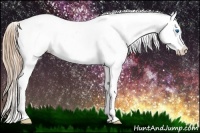 Horse Color:Chestnut Splash Appaloosa 