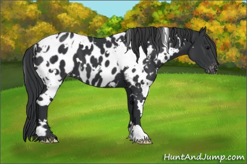Horse Color:White Spotted Black Appaloosa 