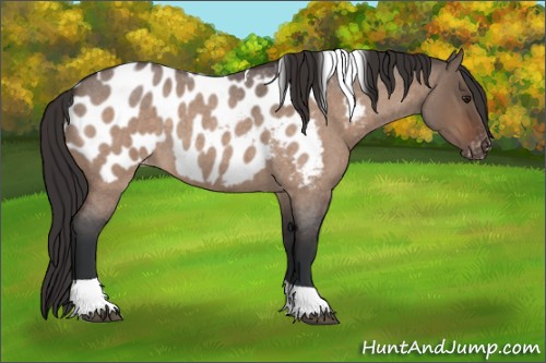 Horse Color:Brown Roan Dun Tobiano Appaloosa 
