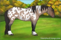 Horse Color:Brown Roan Dun Tobiano Appaloosa 