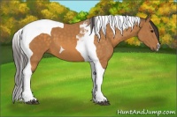 Horse Color:Buckskin Tobiano