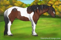 Horse Color:Brown Tobiano Rabicano 