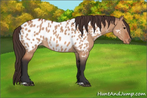 Horse Color:Bay Dun Blanket