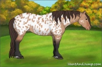 Horse Color:Bay Dun Blanket 