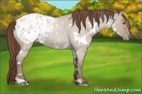 Horse Color:White Spotted Classic Champagne Roan Dun Appaloosa 