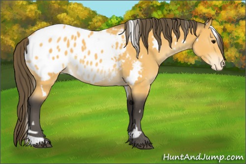 Horse Color:White Spotted Buckskin Appaloosa 