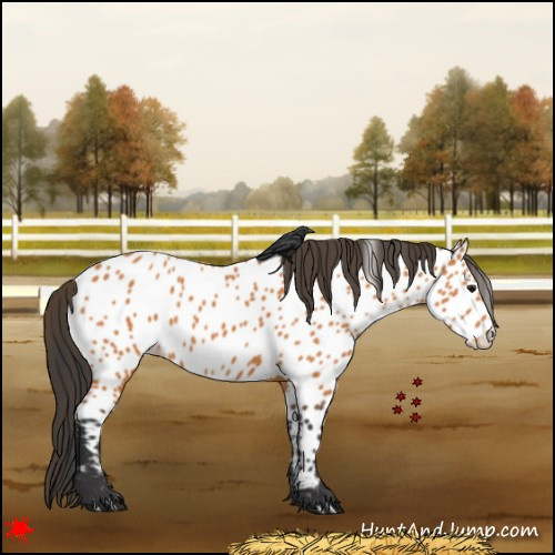 Horse Color:Bay Near Leopard