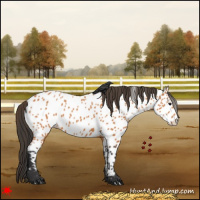 Horse Color:Bay Near Leopard 