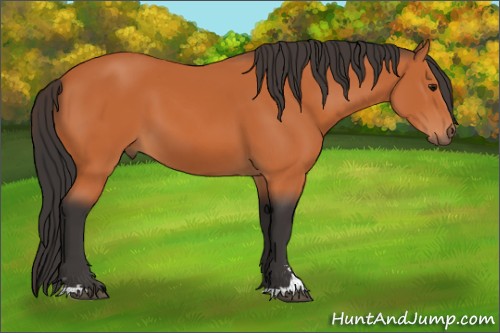 Horse Color:Bay Sabino 