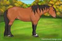 Horse Color:Bay Sabino