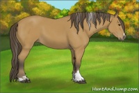 Horse Color:Buckskin Sabino