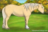 Horse Color:Palomino Rabicano 