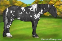 Horse Color:White Spotted Black Rabicano