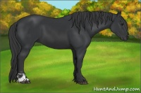 Horse Color:Black Sabino