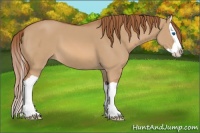 Horse Color:Red Dun Splash 