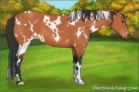 Horse Color:White Spotted Bay 