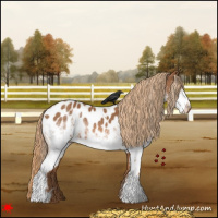 Horse Color:White Spotted Chestnut Blanket 