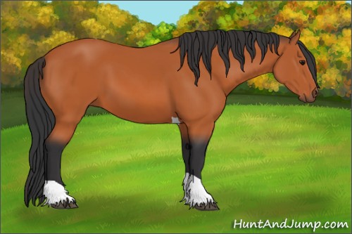 Horse Color:Bay Tobiano 