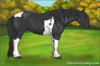 Horse Color:Black Tobiano