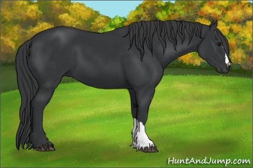 Horse Color:Black 