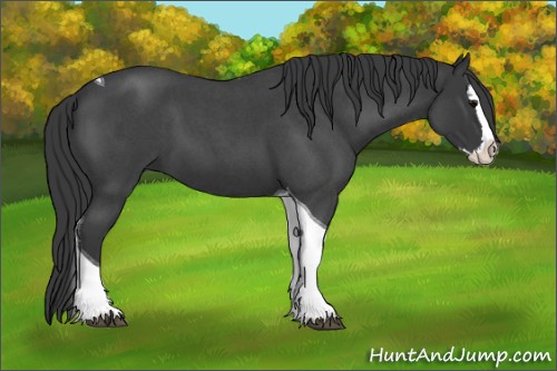 Horse Color:Blue Roan Splash Tobiano 