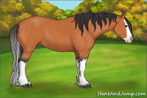 Horse Color:Bay Splash 