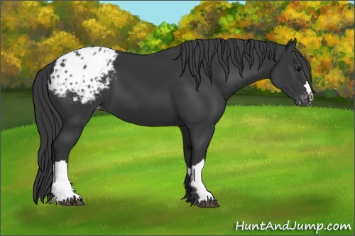 Horse Color:Black Appaloosa 