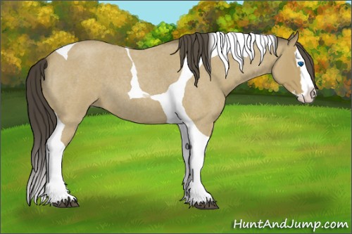 Horse Color:Buckskin Roan Splash Tobiano 