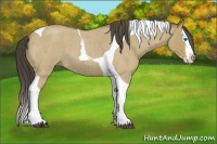 Horse Color:Buckskin Roan Splash Tobiano 