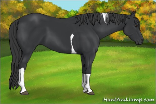 Horse Color:Black Tobiano 