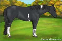 Horse Color:Black Tobiano 