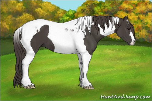 Horse Color:Smoky Black Tobiano 