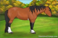 Horse Color:Bay Tobiano 