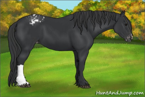 Horse Color:Black Appaloosa 