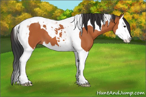 Horse Color:Bay Splash Tobiano 