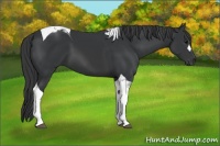 Horse Color:Black Tobiano